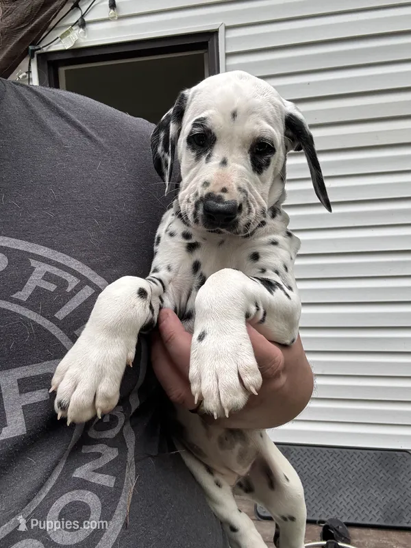 Female- Ruth (Black) – Dalmatian puppy for sale in Indianapolis, IN