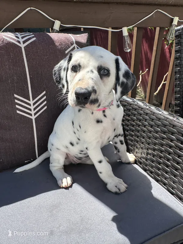  Female- Cora (Pink) – Dalmatian puppy for sale in Indianapolis, IN