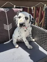  Female- Cora (Pink), a female Dalmatian for sale in Indianapolis, IN – 3 of 10