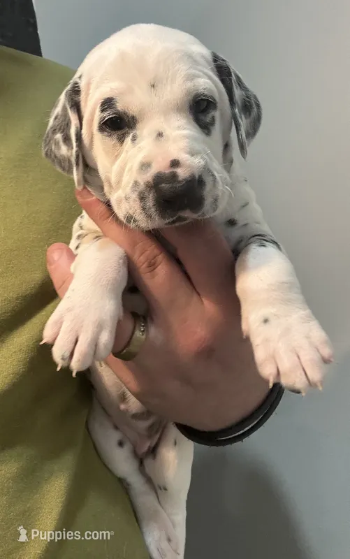 Female- Ruth (Black) – Dalmatian puppy for sale in Indianapolis, IN