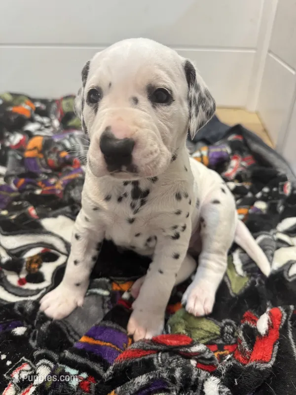 Male- Cal (Red) – Dalmatian puppy for sale in Indianapolis, IN