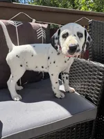  Female- Cora (Pink), a female Dalmatian for sale in Indianapolis, IN – 9 of 10