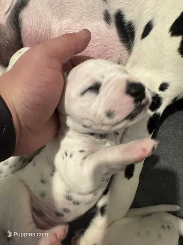 Male- Cal (Red) – Dalmatian puppy for sale in Indianapolis, IN
