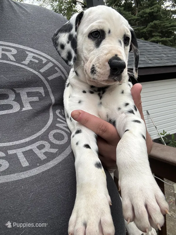 Male- Cal (Red) – Dalmatian puppy for sale in Indianapolis, IN