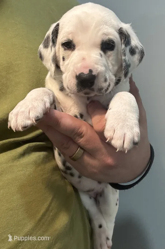 Female- Molly Brown (Orange) – Dalmatian puppy for sale in Indianapolis, IN