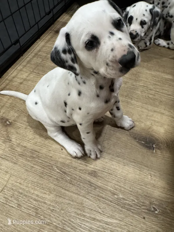  Female- Cora (Pink) – Dalmatian puppy for sale in Indianapolis, IN