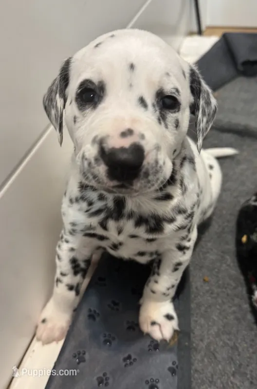 Female- Rose (Purple) – Dalmatian puppy for sale in Indianapolis, IN