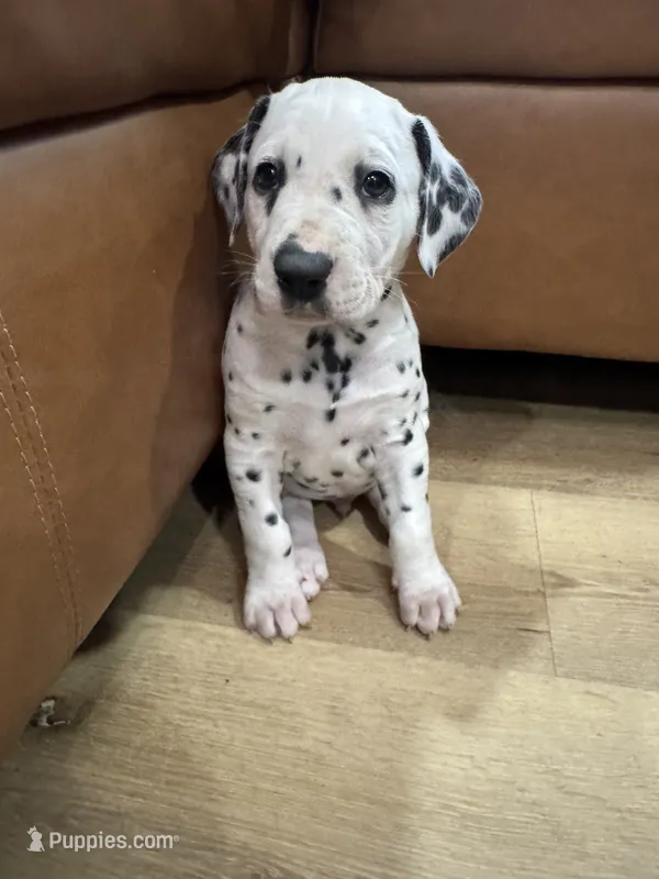 Male- Cal (Red) – Dalmatian puppy for sale in Indianapolis, IN