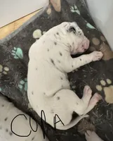  Female- Cora (Pink), a female Dalmatian for sale in Indianapolis, IN – 8 of 10