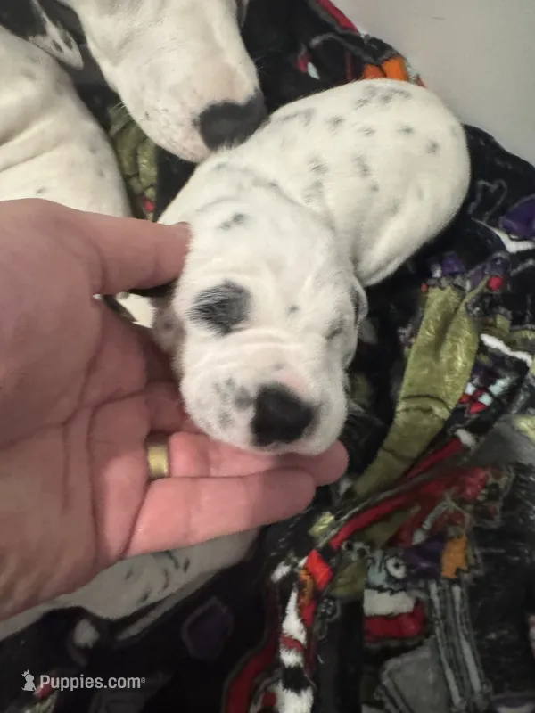 Male- Jack (Yellow) – Dalmatian puppy for sale in Indianapolis, IN