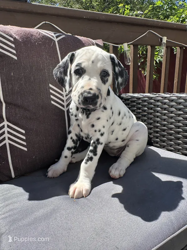 Female- Ruth (Black) – Dalmatian puppy for sale in Indianapolis, IN