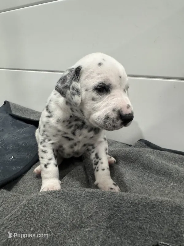 Female- Rose (Purple) – Dalmatian puppy for sale in Indianapolis, IN