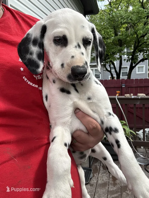  Female- Cora (Pink) – Dalmatian puppy for sale in Indianapolis, IN