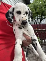  Female- Cora (Pink), a female Dalmatian for sale in Indianapolis, IN – 1 of 10