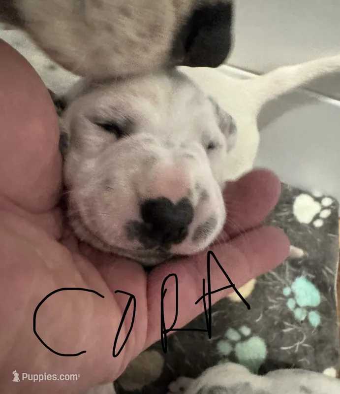  Female- Cora (Pink) – Dalmatian puppy for sale in Indianapolis, IN