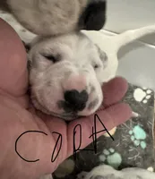  Female- Cora (Pink), a female Dalmatian for sale in Indianapolis, IN – 5 of 10