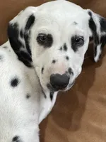  Female- Cora (Pink), a female Dalmatian for sale in Indianapolis, IN – 10 of 10