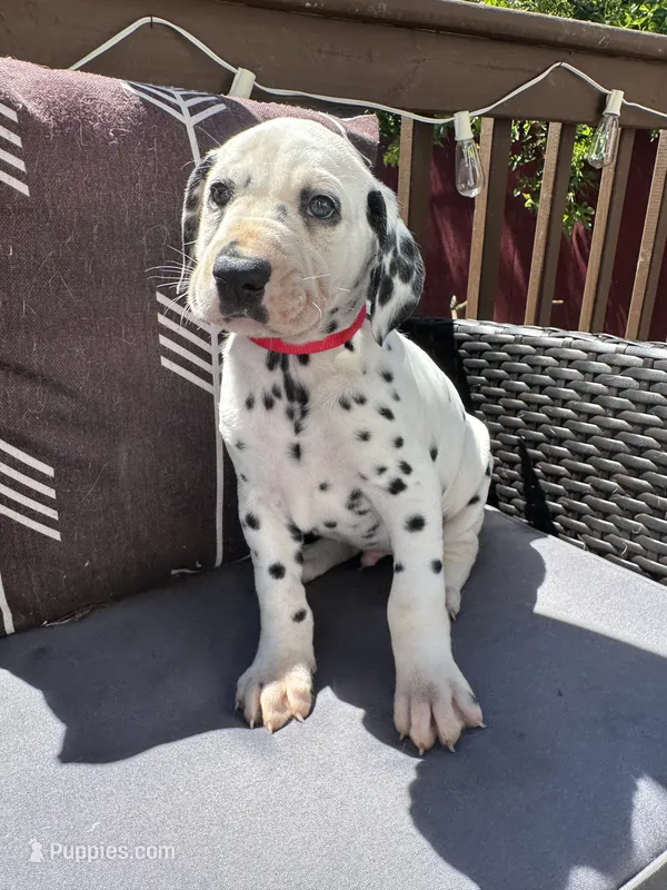 Male- Cal (Red) – Dalmatian puppy for sale in Indianapolis, IN