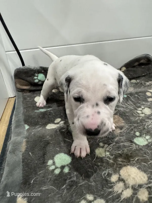  Female- Cora (Pink) – Dalmatian puppy for sale in Indianapolis, IN