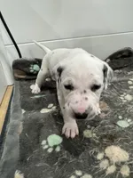  Female- Cora (Pink), a female Dalmatian for sale in Indianapolis, IN – 7 of 10