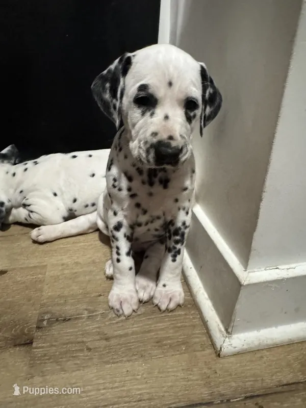 Female- Ruth (Black) – Dalmatian puppy for sale in Indianapolis, IN