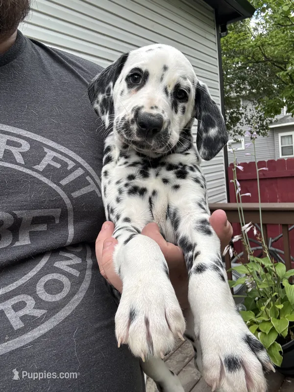 Female- Rose (Purple) – Dalmatian puppy for sale in Indianapolis, IN