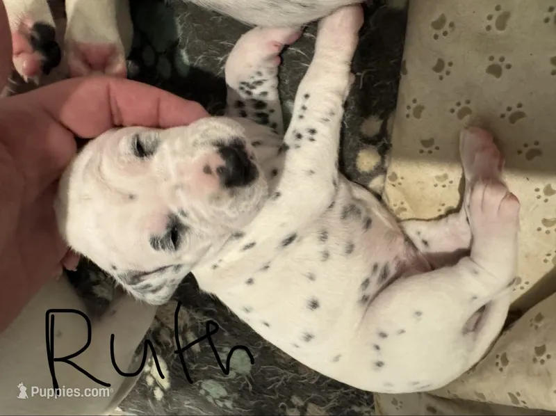 Female- Ruth (Black) – Dalmatian puppy for sale in Indianapolis, IN