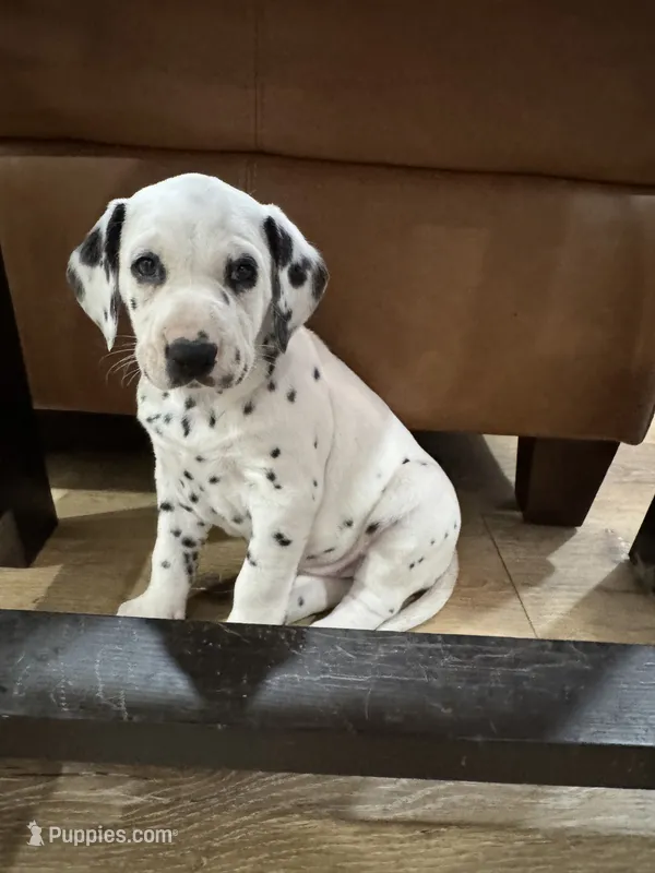 Female- Molly Brown (Orange) – Dalmatian puppy on hold in Indianapolis, IN
