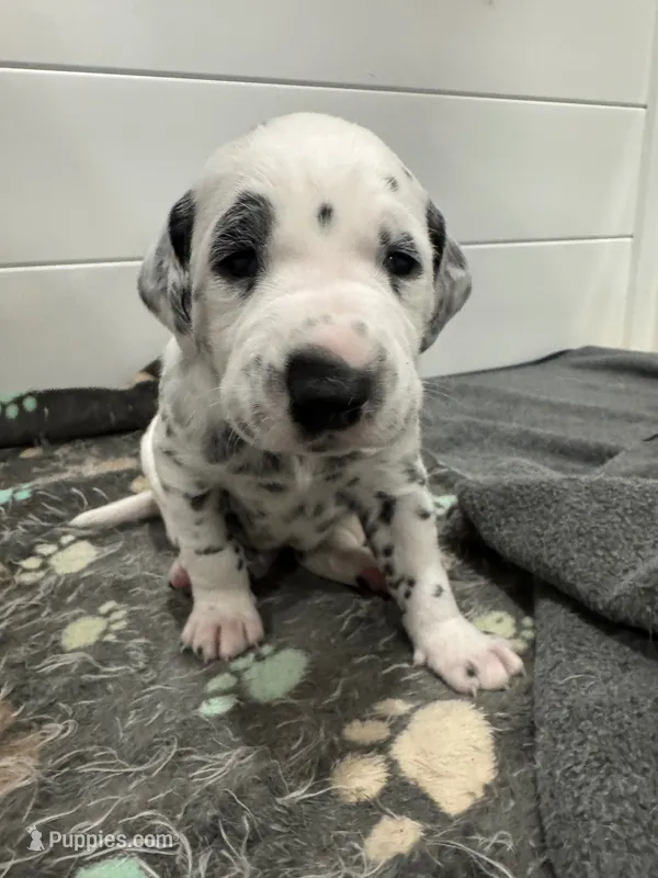 Male- Jack (Yellow) – Dalmatian puppy for sale in Indianapolis, IN