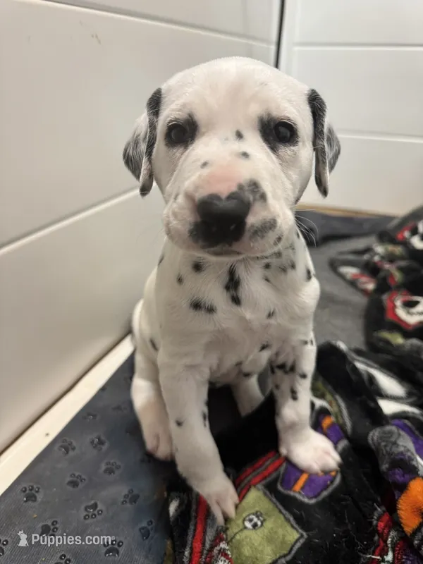  Female- Cora (Pink) – Dalmatian puppy for sale in Indianapolis, IN