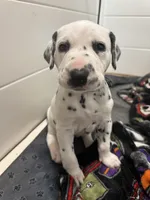  Female- Cora (Pink), a female Dalmatian for sale in Indianapolis, IN – 6 of 10