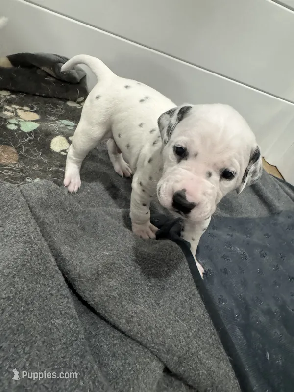 Male- Cal (Red) – Dalmatian puppy for sale in Indianapolis, IN