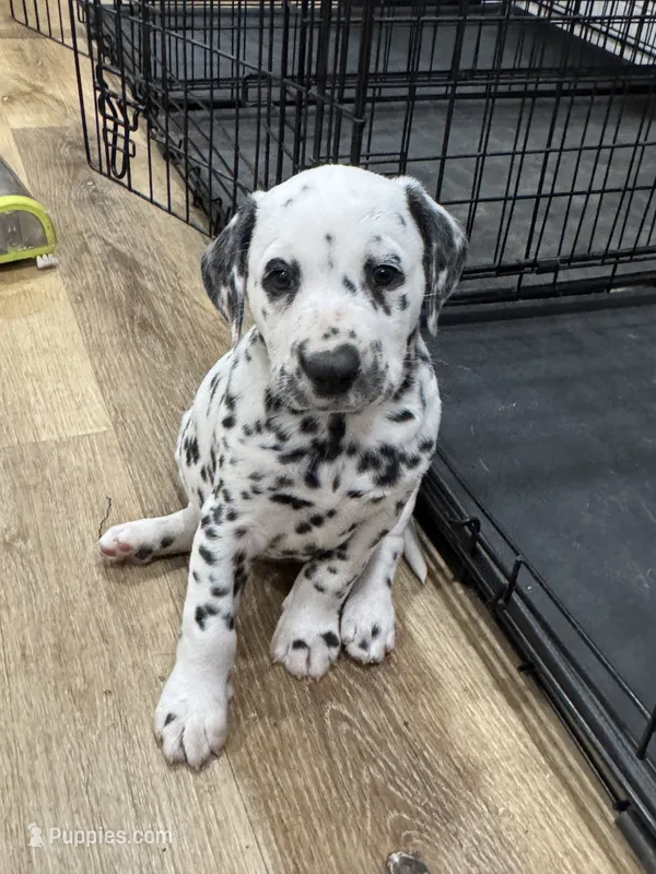 Female- Rose (Purple) – Dalmatian puppy for sale in Indianapolis, IN
