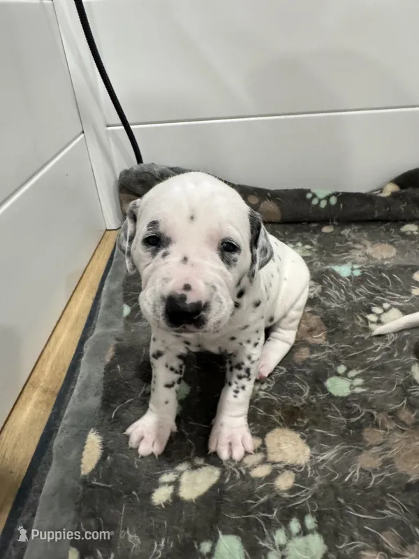 Female- Ruth (Black) – Dalmatian puppy for sale in Indianapolis, IN