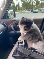 Punch, a male Pomeranian for sale in Burlington, KY – Photo 7 of 7