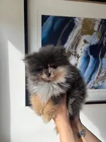 Punch, a male Pomeranian for sale in Burlington, KY – Photo 2 of 7