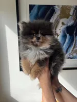 Punch, a male Pomeranian for sale in Burlington, KY – Photo 1 of 7