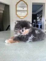 Punch, a male Pomeranian for sale in Burlington, KY – Photo 5 of 7