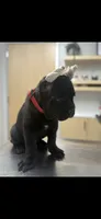 Patron , a male Cane Corso for sale in Fresno, CA – 3 of 3