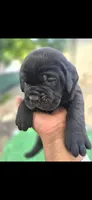 Purple, a female Cane Corso for sale in Fresno, CA – 2 of 2