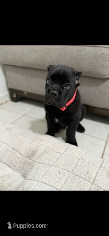Patron  – Cane Corso puppy for sale in Fresno, CA