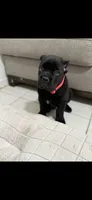 Patron , a male Cane Corso for sale in Fresno, CA – 1 of 3