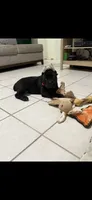 Patron , a male Cane Corso for sale in Fresno, CA – 2 of 3