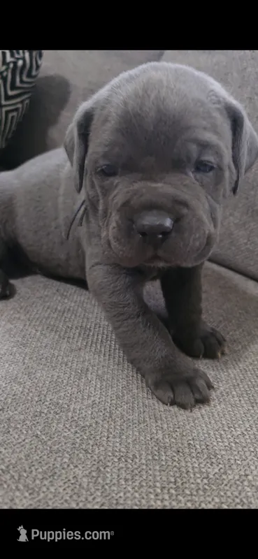 Xena – Cane Corso puppy for sale in Fresno, CA
