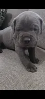 Xena, a female Cane Corso for sale in Fresno, CA – 1 of 1