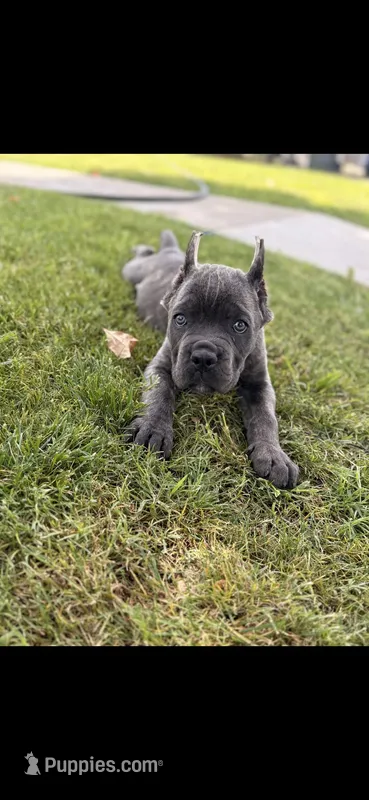 Daisy  – Cane Corso puppy for sale in Fresno, CA