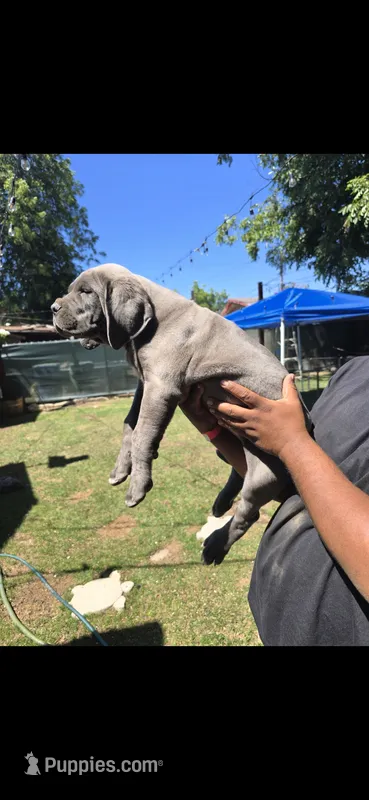 Kong – Cane Corso puppy for sale in Fresno, CA