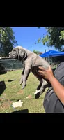 Kong, a male Cane Corso for sale in Fresno, CA – 1 of 1