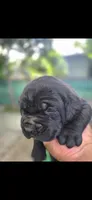 Purple, a female Cane Corso for sale in Fresno, CA – 1 of 2