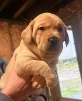 Tyson, a male Labrador Retriever for sale in Litchfield, ME – 1 of 4